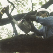 Pruning & Tree Care